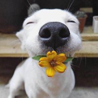 狗狗叼花微笑图片头像