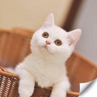 英短猫微信头像图片