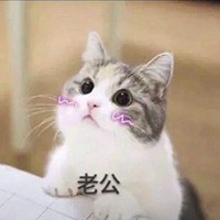 叫老公的猫猫表情包_微信头像图片大全