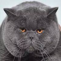 michael灰色胖猫表情包