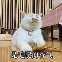 白色大肥猫表情包_微信头像图片大全