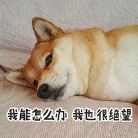 菜到安详的柴犬表情包_微信头像图片大全