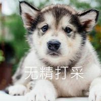 阿拉斯加幼犬表情包【点击鼠标右键下载】