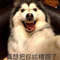 阿拉斯加幼犬表情包_微信头像图片大全