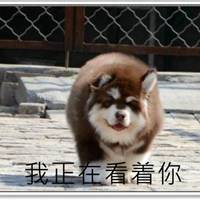 阿拉斯加幼犬表情包_微信头像图片大全