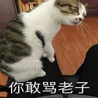 你敢骂老子猫咪表情包【点击鼠标右键下载】