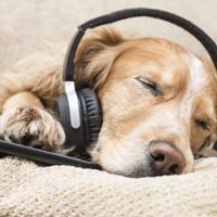 给狗听音乐套路表情包