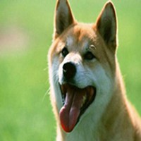 中华田园犬表情包_微信头像图片大全