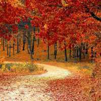 微信头像最美秋天风景图片