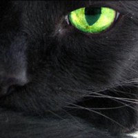 波斯黑猫唯美头像