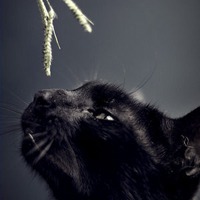 波斯黑猫唯美头像_微信头像图片大全