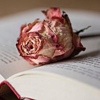 玫瑰花和一本书的图片头像