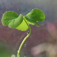 花和草的发芽头像大全