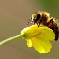 微信头像蜜蜂踩一朵花图片【点击鼠标右键下载】