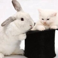 猫先生和兔小姐头像
