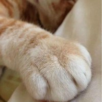 猫爪头像 微信图片