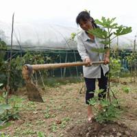 和蔼可亲的农村妇女头像点击鼠标右键下载