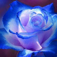 蓝色花朵系列