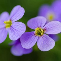 紫色花朵系列