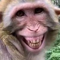 猴子笑的表情包