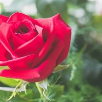一朵玫瑰花微信头像图片