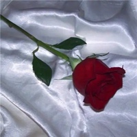 一支玫瑰头像 一枝玫瑰花唯美头像
