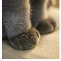 猫星人爪子头像图片