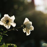 花草中的浪漫女生微信头像