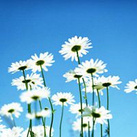 微信个性头像好看的花儿代表我对你的爱情