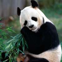 微信头像动物可爱熊猫,熊猫可爱头像,可爱熊猫微信头