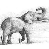 大象素描微信头像卡通动漫头像