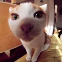 微信头像宠物猫猫女生,东京猫猫微信头像,微信猫