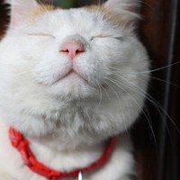 卖萌扮俏的猫咪可爱的猫猫头像图片微信空