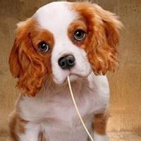 超萌卡通情侣头像一对 超萌卡通情侣头像一对