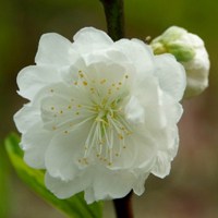 清新自然的白色花朵头像,白碧桃着花密,花洁白如