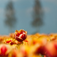 唯美意境花朵头像,花蕾扁圆形花浅红色,花的世界