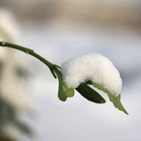 寒冷冬日来点绿,风景,花朵唯美头像图片,找回春