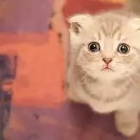 从微信头像看出你的性格|准到爆