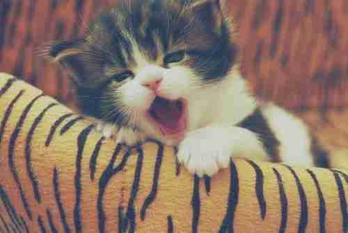 微信头像疗伤|非动物莫属