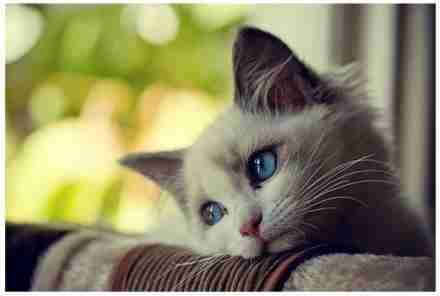 动物头像猫咪堆糖|美好生活研究所