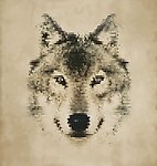 动物头像狼设计图__广告设计