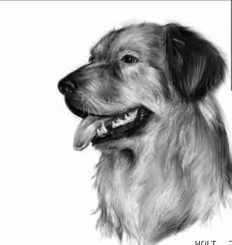 素描动物_素描动物狗_动物头像素描