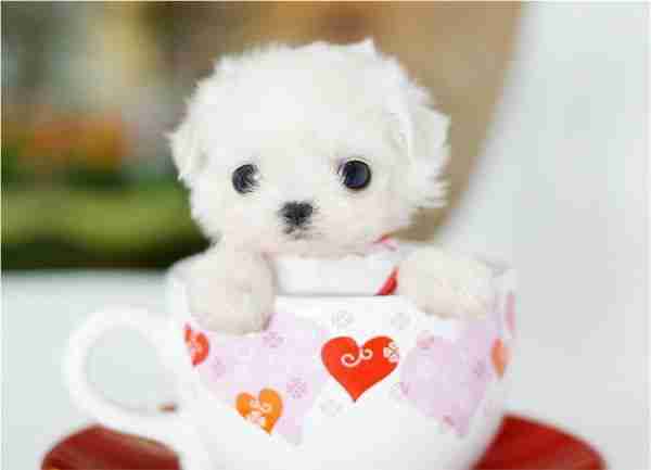 微信头像_茶杯犬