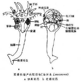 简笔画教学图示手绘