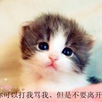 小庆的萌猫咪_可爱