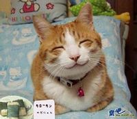 可爱猫咪微信头像