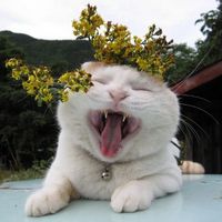 可爱的猫咪搞笑头像合辑