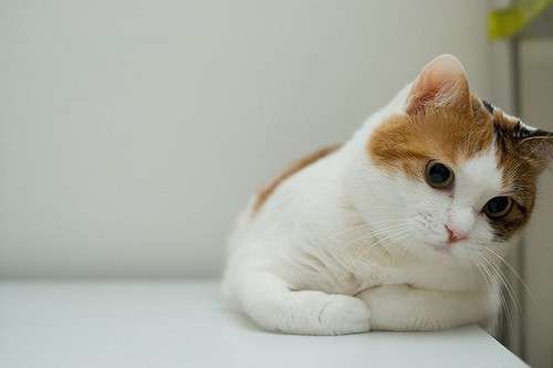 可爱猫咪萌宠_风景静物头像