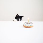 微信头像搞怪猫咪肖像可爱