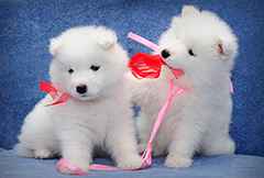 可爱狗狗萌宠可爱主人